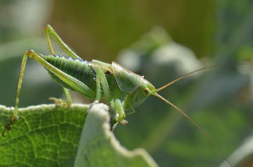 Tettigonia sp.