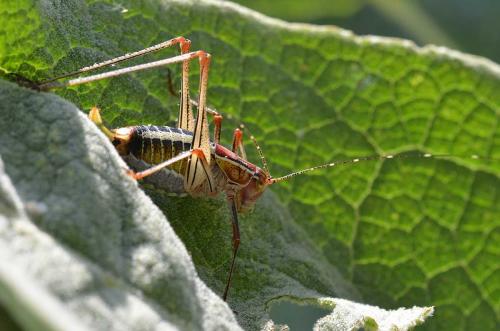 Poecilimon sp.