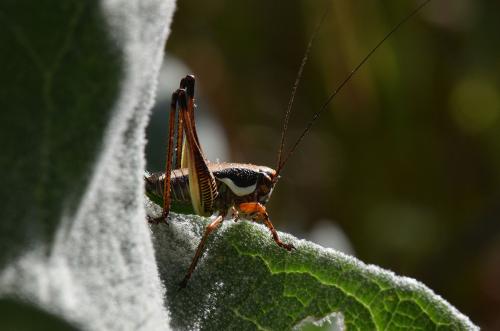 Tettigoniinae