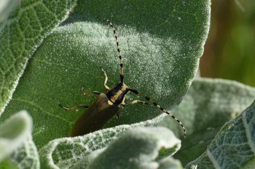 Agapanthia kirbyi