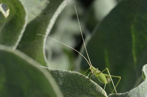 Acrometopa sp.