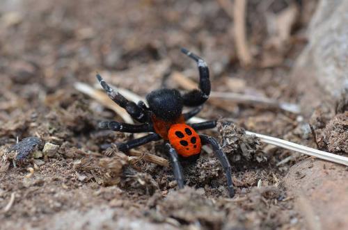 Eresus walckenaeri