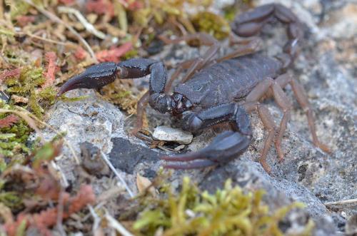 Iurus dufoureius