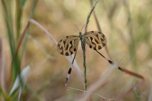 Nemoptera coa