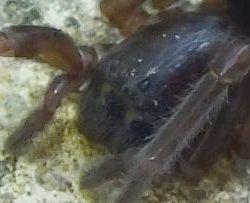 Amaurobius sp.