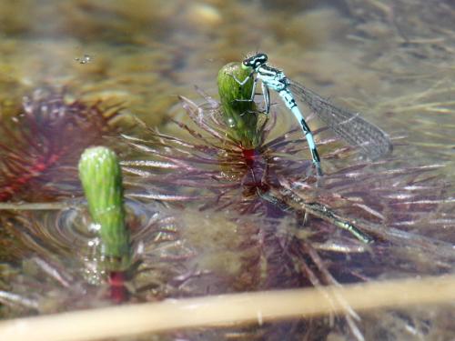 Coenagrion hastulatum