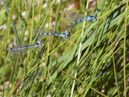 Coenagrion hastulatum