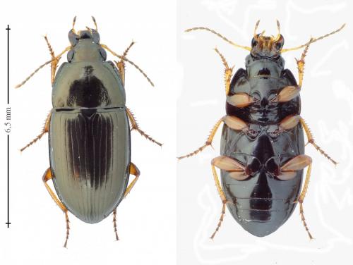 Amara familiaris