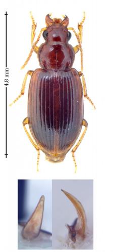 Réf. 144 620 : Bradycellus verbasci