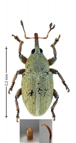 Tychius squamulatus