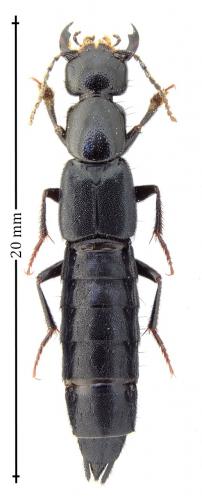 Tasgius ater