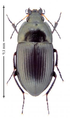 Réf. 144 510 : Amara ovata