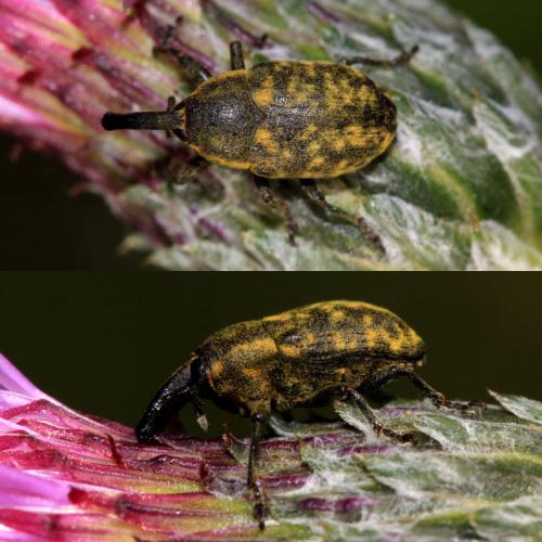 Larinus iaceae
