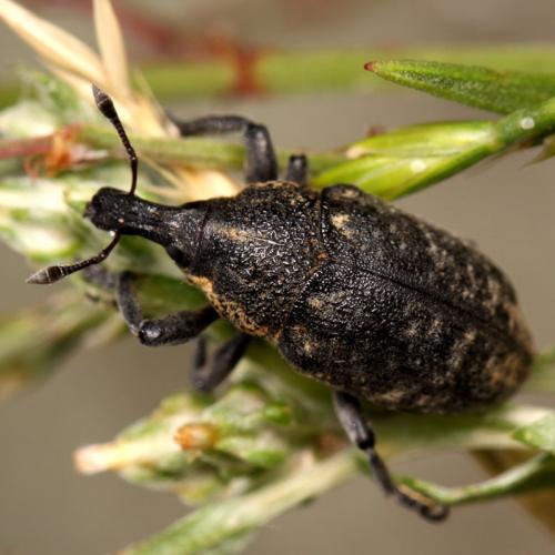 Larinus pollinis