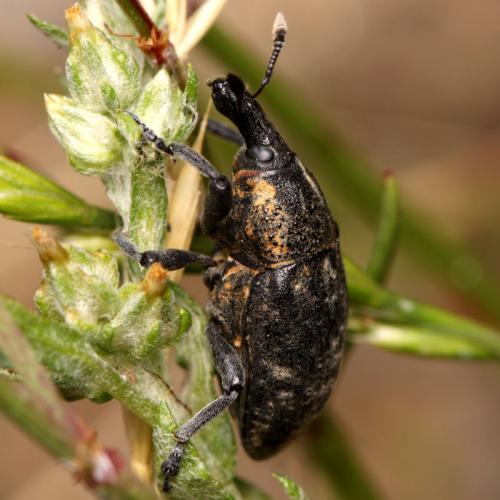 Larinus pollinis