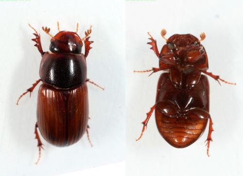 Bodilopsis rufa