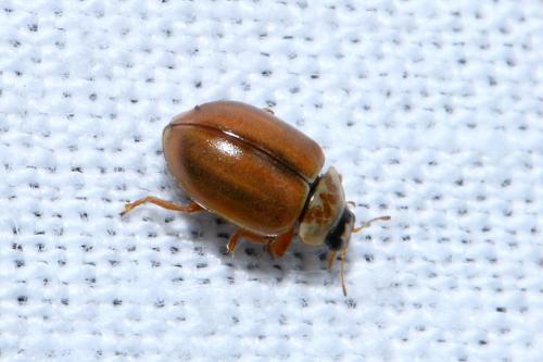 Aphidecta obliterata