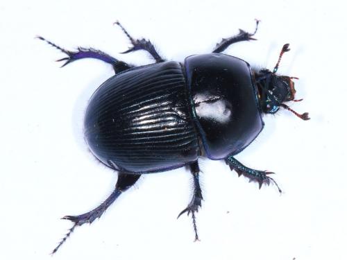 Réf. 144 043 : Geotrupes spiniger