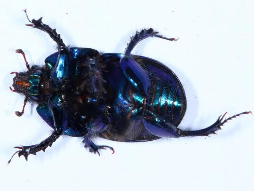 Geotrupes spiniger