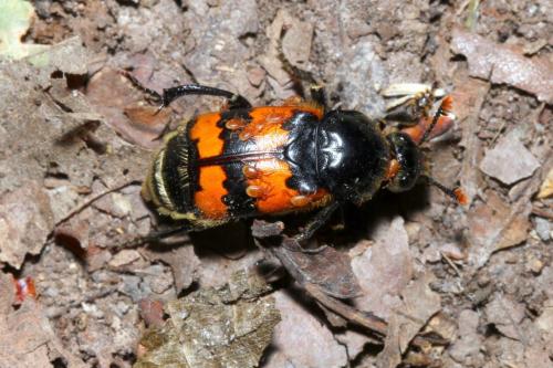 Nicrophorus vespillo