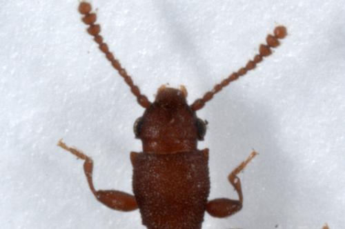 Silvanus unidentatus