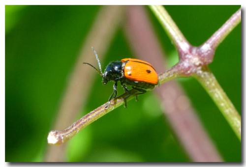 Réf. 144 935 : Cryptocephalus bipunctatus
