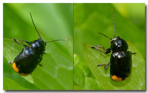 Cryptocephalus biguttatus