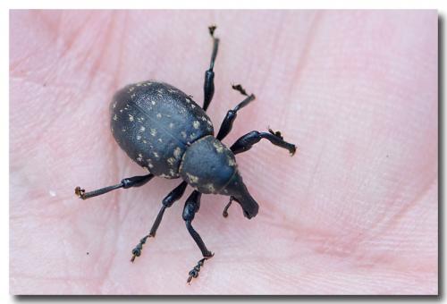 Liparus germanus