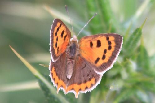 Réf. 144 893 : Lycaena phlaeas