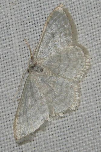 Réf. 144 064 : Idaea subsericeata