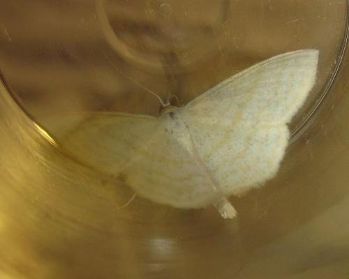 Réf. 144 069 : Scopula immutata