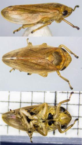 Philaenus spumarius
