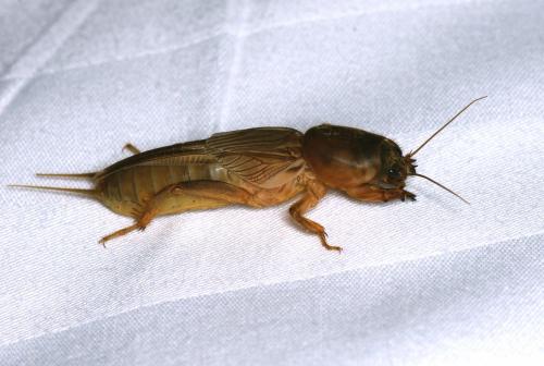 Gryllotalpa sp.