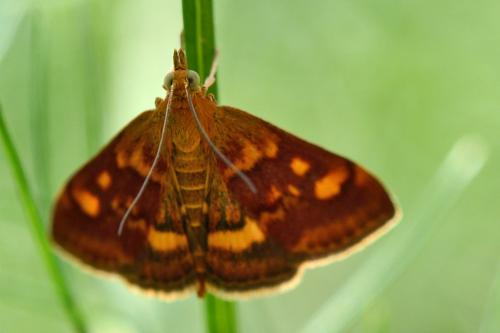 Réf. 144 365 : Pyrausta aurata