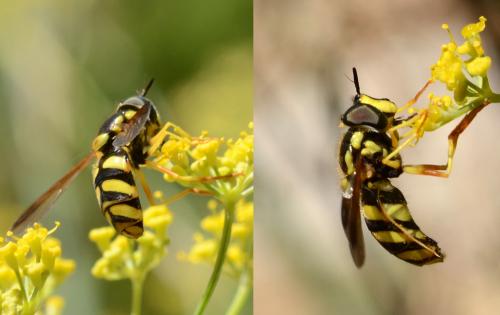 Réf. 144 527 : Chrysotoxum intermedium