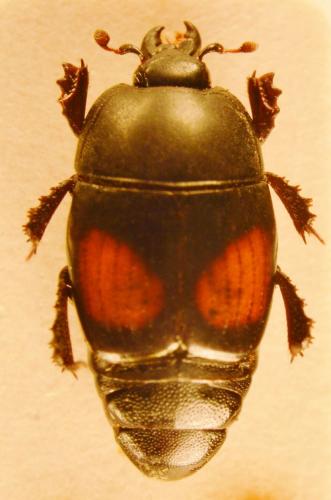 Margarinotus binotatus