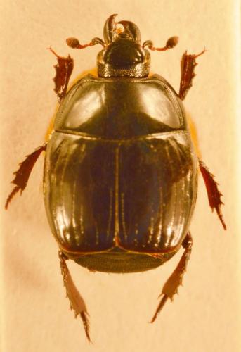 Margarinotus uncostriatus
