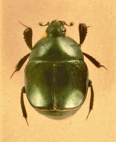 Réf. 144 251 : Saprinus virescens