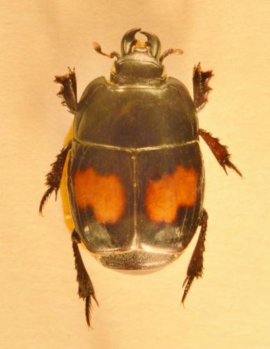 Margarinotus bipustulatus