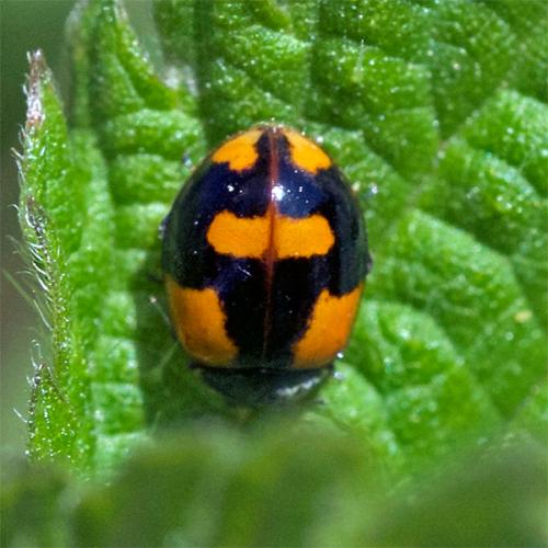 Réf. 144 113 : Adalia bipunctata bipunctata