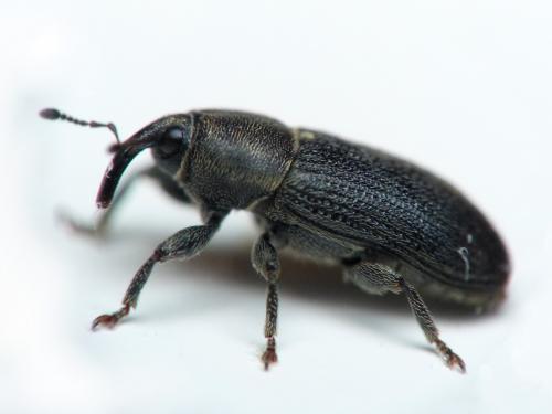 Réf. 144 643 : Mecinus pyraster