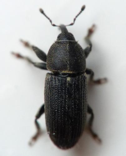 Réf. 144 644 : Mecinus pyraster