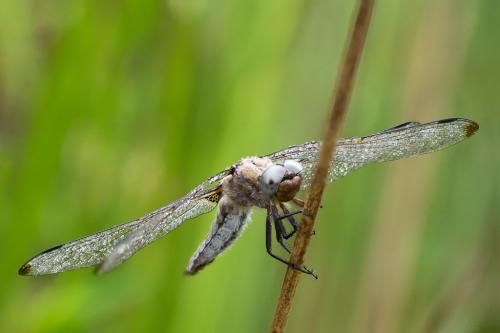 Réf. 144 201 : Libellula fulva