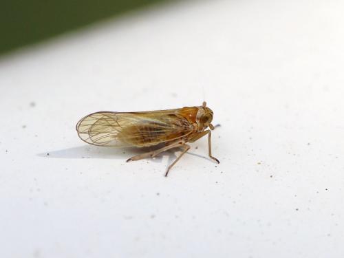 Javesella pellucida