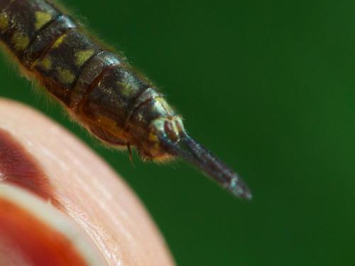 Brachytron pratense