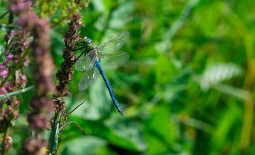 Réf. 144 662 : Anax imperator