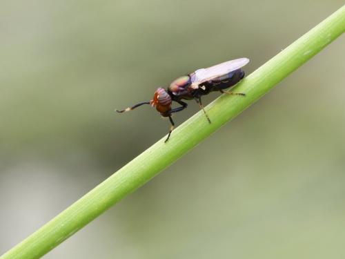 Réf. 144 624 : Physiphora alceae