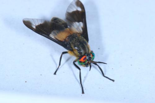Réf. 144 842 : Chrysops caecutiens