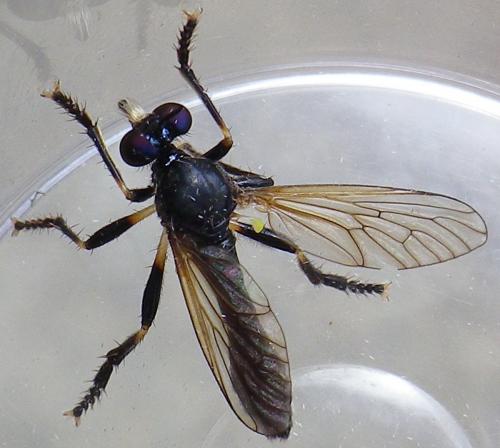 Réf. 144 823 : Dioctria cothurnata