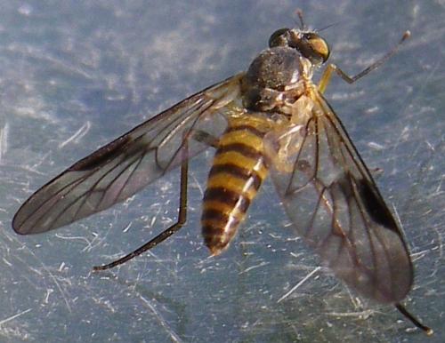 Chrysopilus nubecula